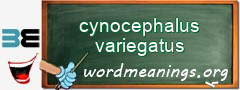 WordMeaning blackboard for cynocephalus variegatus